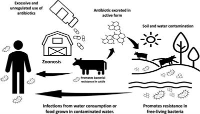 Antimicrobial peptides in livestock: a review with a one health approach